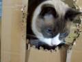 Bella Monsa and The Box Sculpture
