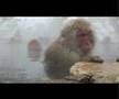 Japanese Snow Monkeys, Jigokudani