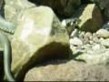 videos de our nameless garden-snake