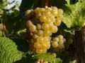 Mosel Wines - Moselweine - Germany: Wines of ...