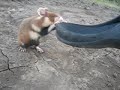 Злой хомяк.flv