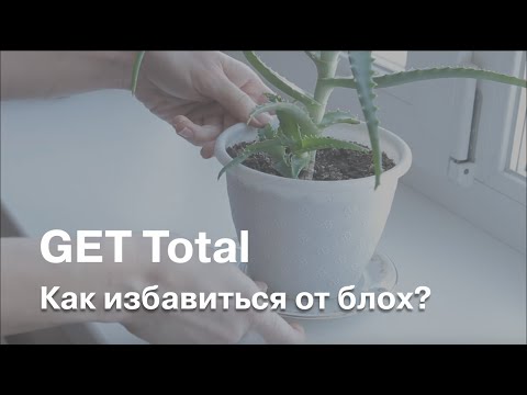 Чем избавиться от блох в квартире самостоятельно народными средствами Чем избавиться от блох в квартире самостоятельно народными средствами