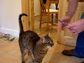 Bengal Cat thinks he\ Bengal Cat thinks he\
