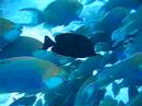 Maldive Maldives immersioni reef moofushi dive Maldive Maldives immersioni reef moofushi dive