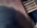 videos de perra que habla