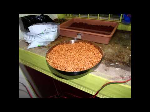how to grow wheatgrass at home