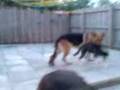 Husky pup owns German Shepherd