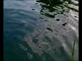 Wakulla Cherokee Sinkhole