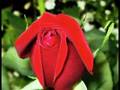 bedir_61 Ucun Turnalar