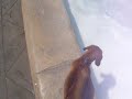 Cutelli Cutelli