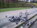 Pigeons and Others on the Main