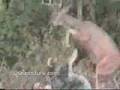 deer attacks hunter