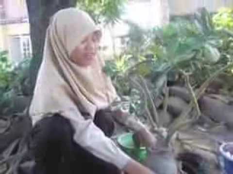 how to transplant a frangipani