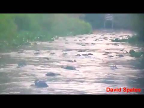 ★★★★★ Alligator Feeding Frenzy In Georgia Okefenokee  Swamp ( David Spates )