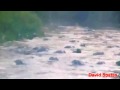 ★★★★★ Alligator Feeding Frenzy In Georgia Okefenokee  Swamp ( David Spates ) 2