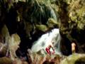 E?ner K�y� - Alada?- ADANA - T�RKYYE..