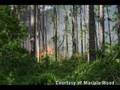Wright Wildfire Slideshow
