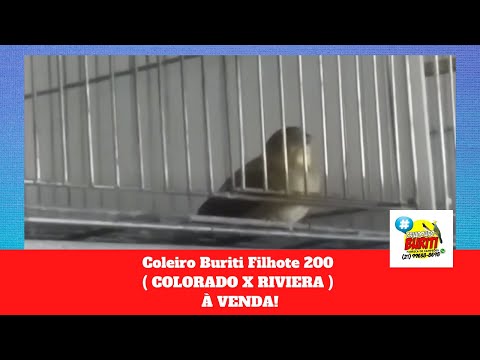 Galeria de Vídeos Coleiro Buriti Filhote 200 