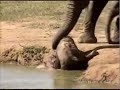a baby elephant slips and slides into pete's pond in botswana, upsetting all of his elders, as viewed on national geographic's wildcam africa.