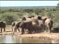 a baby elephant slips and slides into pete's pond in botswana, upsetting all of his elders, as viewed on national geographic's wildcam africa.