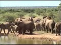 a baby elephant slips and slides into pete's pond in botswana, upsetting all of his elders, as viewed on national geographic's wildcam africa.