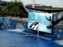 Shamu Show Pt. 1 Shamu Show Pt. 1