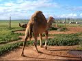 ラクダ動画