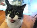 Noelle the foster kitty is looking to be adopted - GREAT LAP CAT!