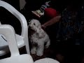 Os espiritos e a cadela priscila