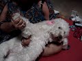 Os espiritos e a cadela priscila