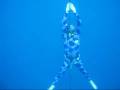 Freediving in Israel - November 2008