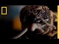 Wild Detectives: Gila Monster