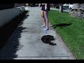 Kitten Drag