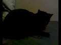 catnip5.3g2