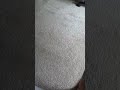 Click here to watch this video Me singing untouchable by Taylor Swift