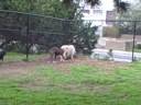 Duke El Segundo.wmv
