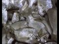 billingsgate fish market