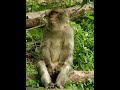 Spank your monkey Spank your monkey