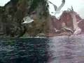 天然記念物　ウミネコと断崖の風景　　岩手県三…