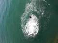 videos de plongeons à la côte des basques de biarritz