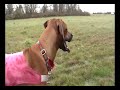 ASFA_LVCC_LureCoursing_Ridgeback.mp4