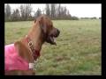 videos de ASFA Trial Rhodesian Ridgeback Alisa Lure Coursing