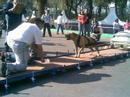 AJUSCO AND ELITE PIT BULL MEXICO DF