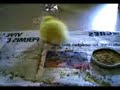 saturnin le ptit caneton saturnin le ptit caneton