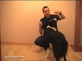 Facilisimo.com : Habilidades Caninas (I)