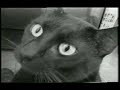 L.S.Gato