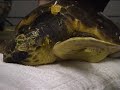 James Bond the Loggerhead Turtle James Bond the Loggerhead Turtle
