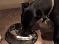 Praying Dog