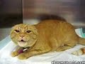 Posessed Cat