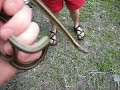 Snake Handlin\ Snake Handlin\